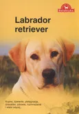 Labrador retriever - Outlet
