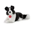 Border Collie M