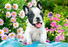 Puzzle 500 French Bulldog Puppy