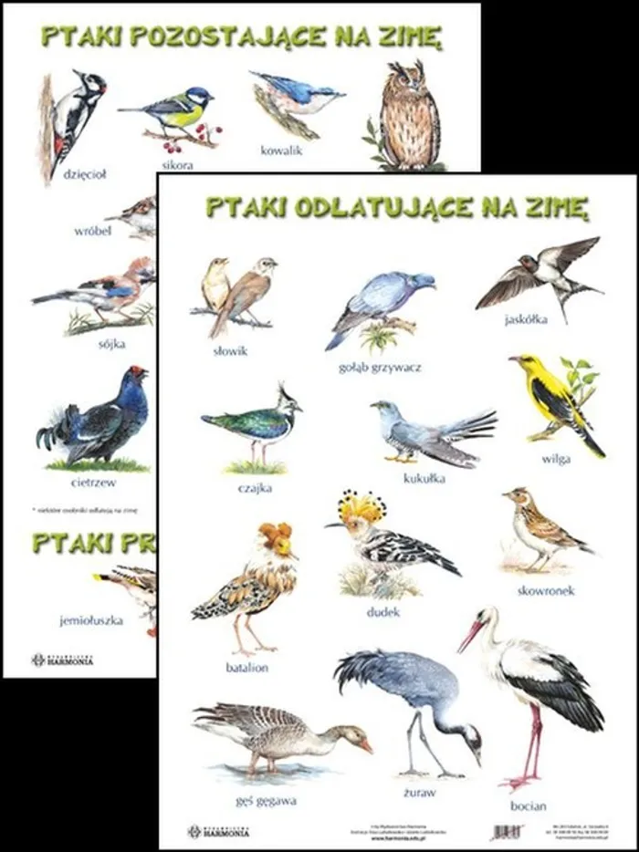 Ptaki Odlatujące Na Zimę Karty Pracy Plansza Ptaki odlatujące na zimę Ptaki pozostające na zimę - (Szkoła i